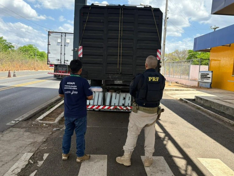 PRF flagra transporte irregular de animais