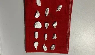 PM prende homem com posse de droga