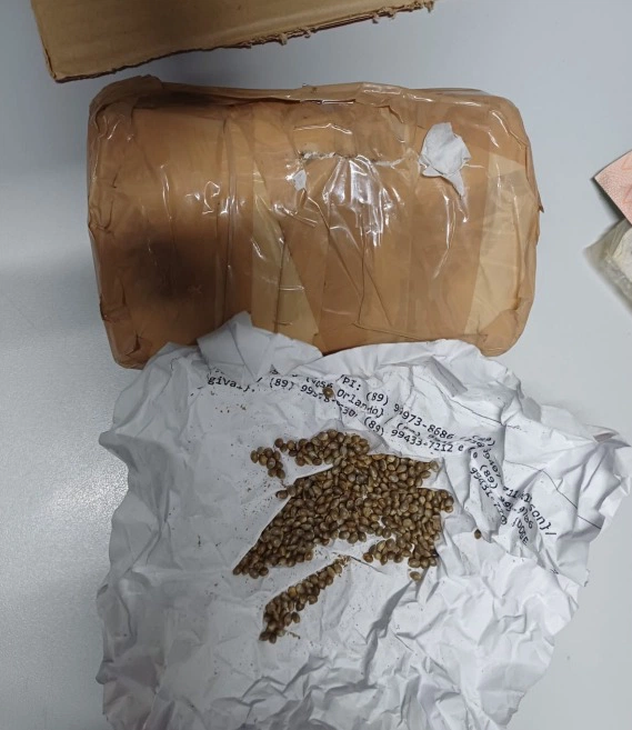 Aproximadamente 200 gramas de sementes de maconha