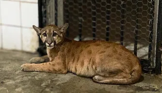 Animal resgatado, no Cetas