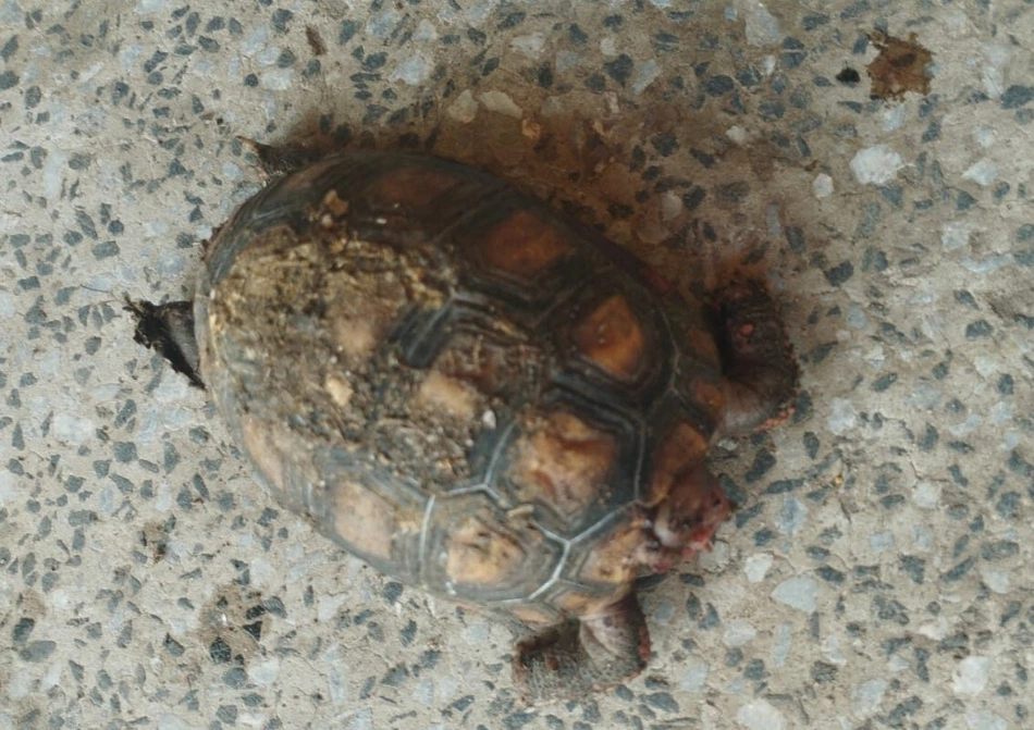 Animal resgatado, no Cetas