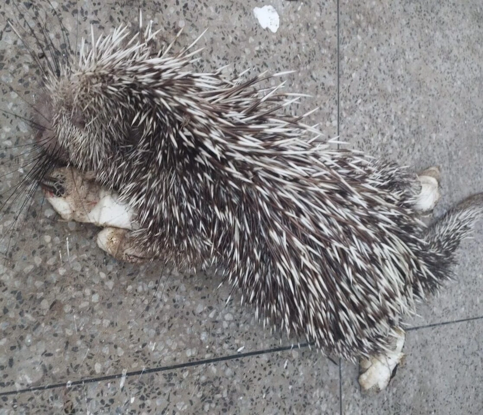 Animal resgatado, no Cetas