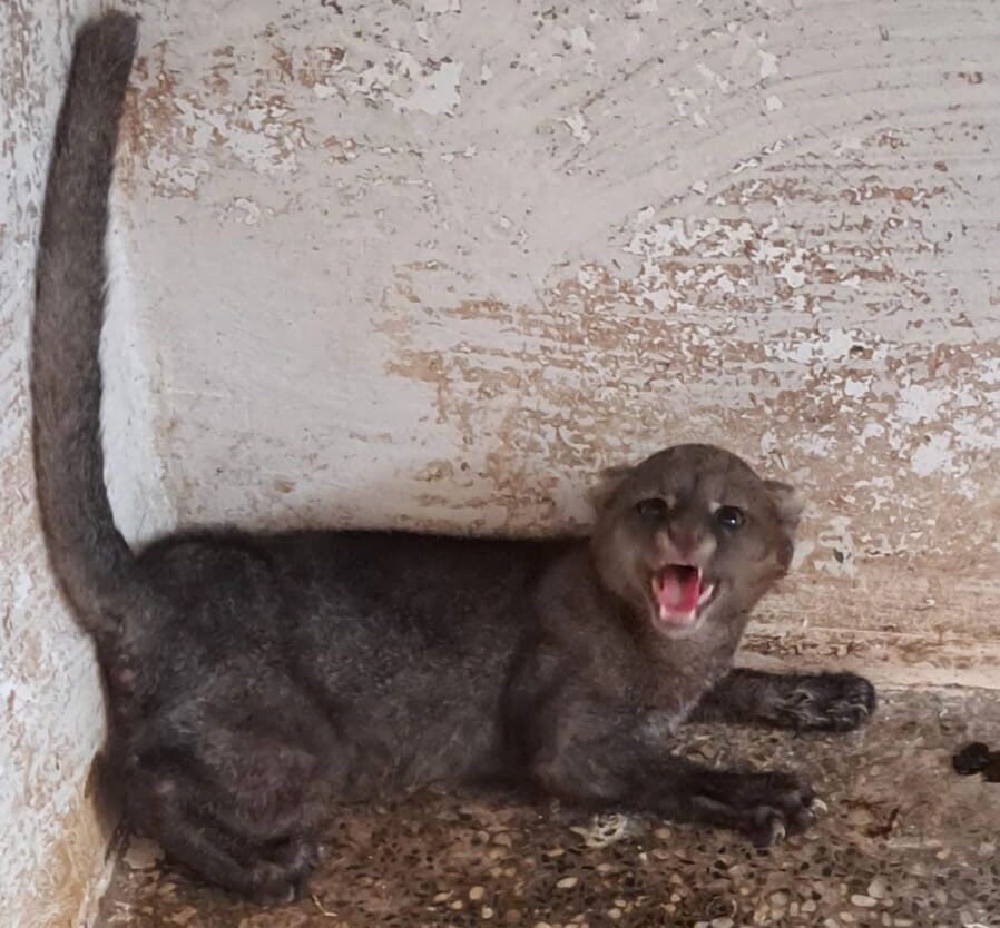 Animal resgatado, no Cetas