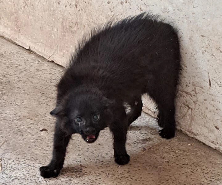 Animal resgatado, no Cetas