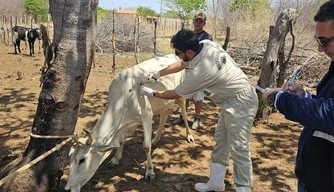 Vacinação contra brucelose no Piauí