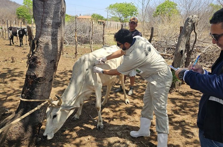 Vacinação contra brucelose no Piauí