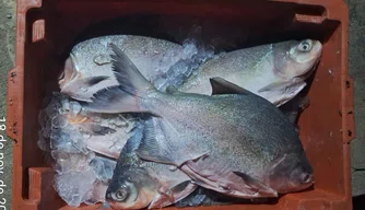 Apreensão de material