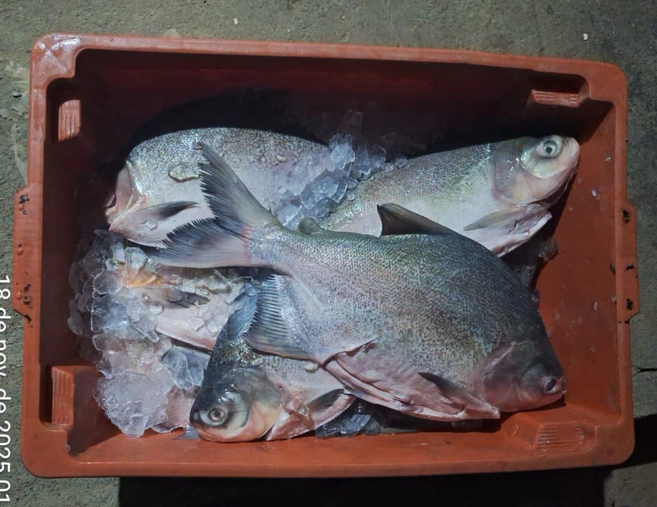 Apreensão de material