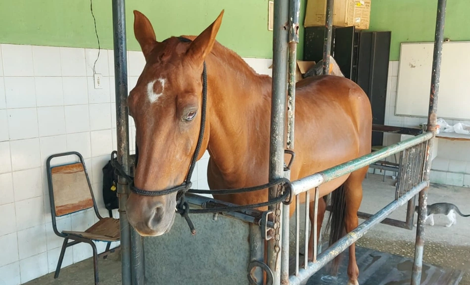 Recomendação Integrada à Polícia Militar do Piauí (PMPI)
