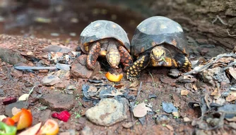 Soltura de animais proposta pela Semarh