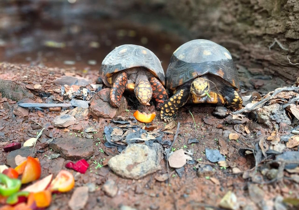 Soltura de animais proposta pela Semarh