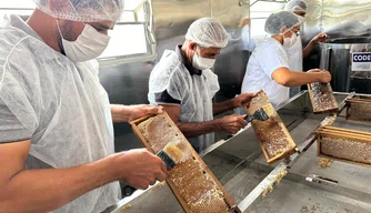 Apicultura lidera pedidos à Codevasf no Piauí