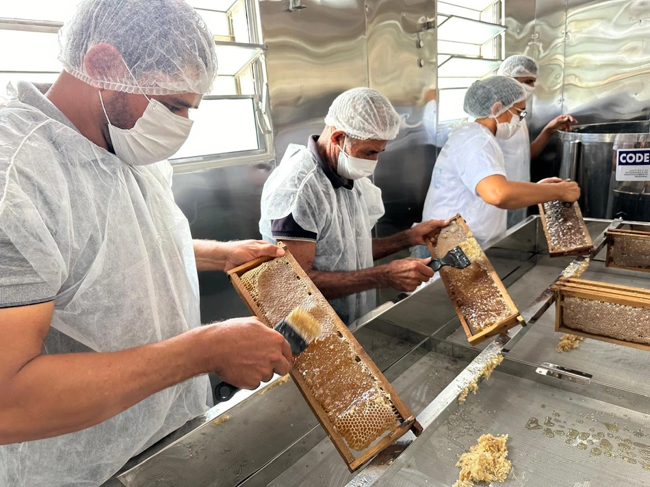 Apicultura lidera pedidos à Codevasf no Piauí