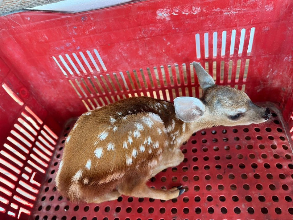 Filhote de cervo resgatado