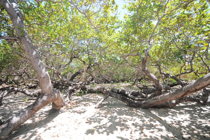 Cajueiro-Rei, Cajueiro da Praia