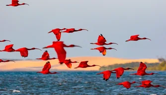 Revoada dos Guarás no Delta do Parnaíba