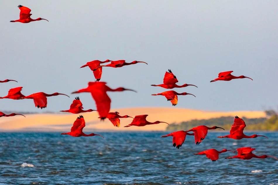 Revoada dos Guarás no Delta do Parnaíba