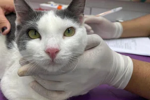 Castramóvel registra mais de mil procedimentos em 2025 no Piauí