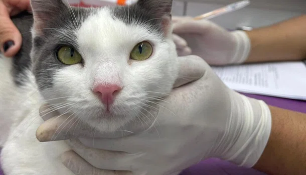 gato castração castramol animal veterinario