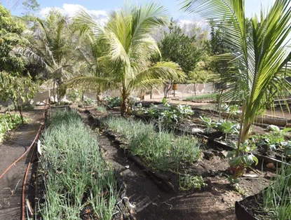 Piauí aposta na produção local de hortifruti para reduzir importações