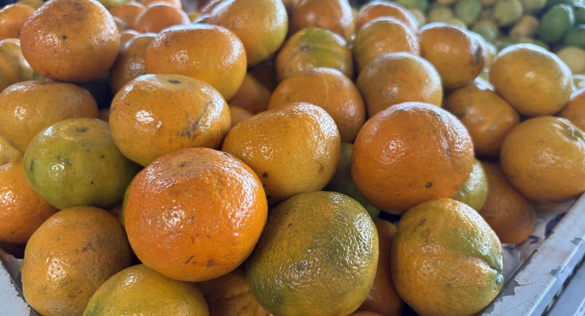 Frutas natalinas na Nova Ceasa