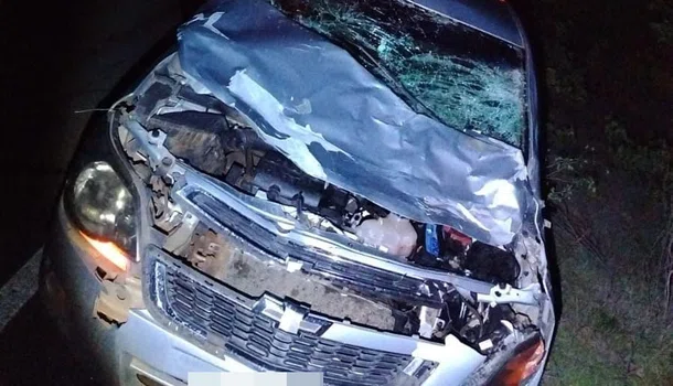 Homem colide carro com vaca que estava na pista em Avelino Lopes