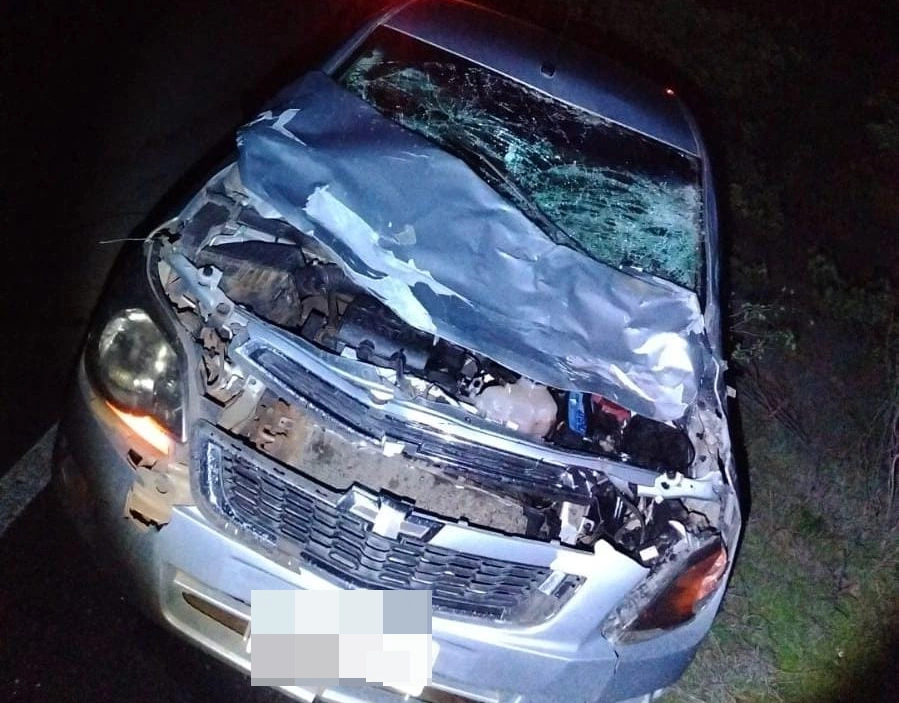 Homem colide carro com vaca que estava na pista em Avelino Lopes