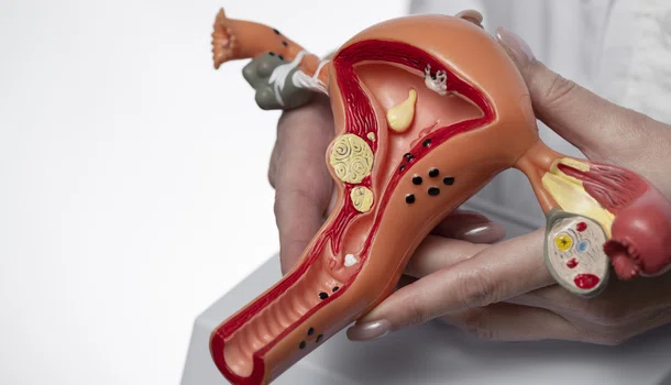 útero, óvulo, ciclo menstrual, menstruação, ginecologia, ginecologista