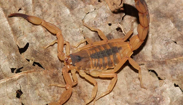 escorpião, animal peçonheto
