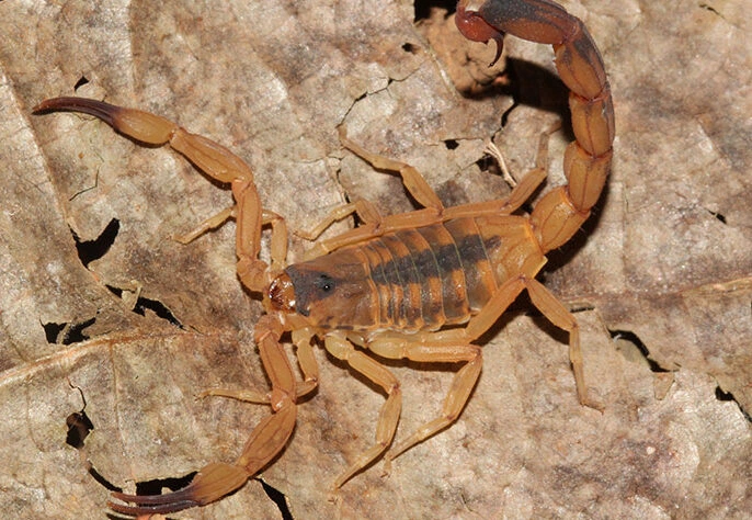 escorpião, animal peçonheto