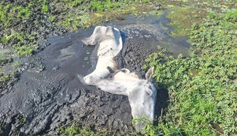 Cavalo preso em lagoa é resgatado