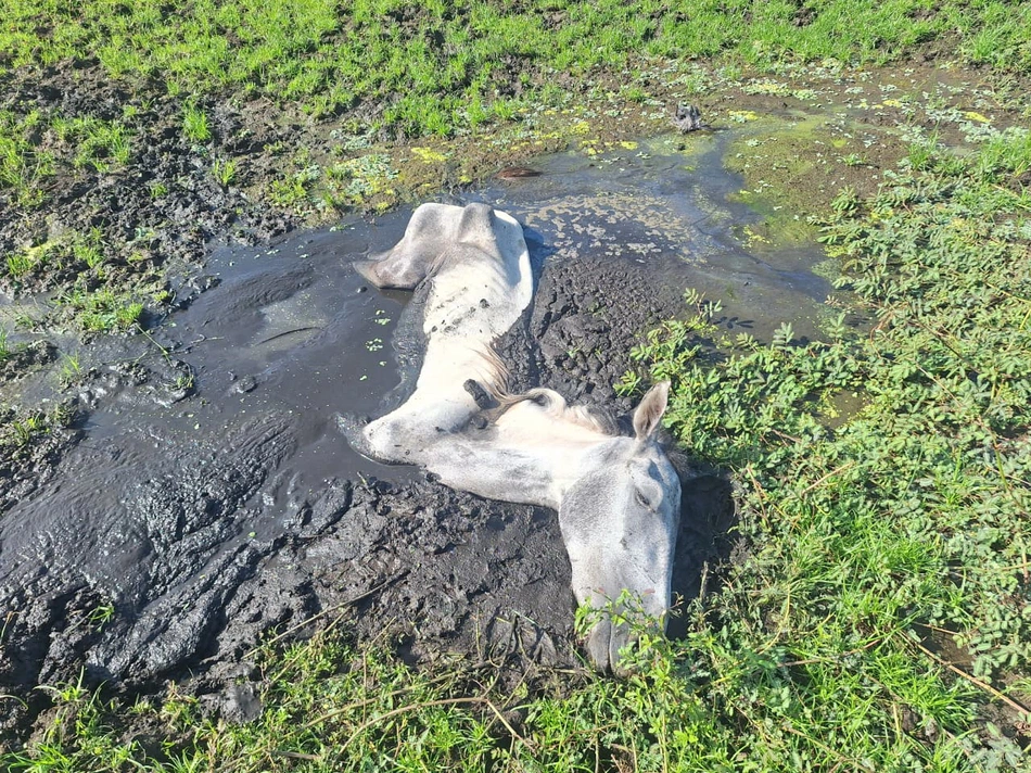 Cavalo preso em lagoa é resgatado