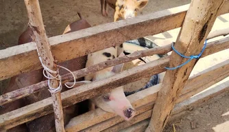 Porcos, chiqueiro, peste suína
