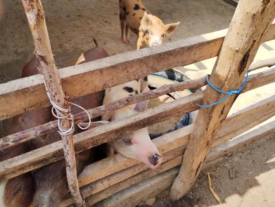 Porcos, chiqueiro, peste suína