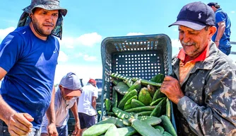 SAF distribui palma forrageira à agricultores no semiárido piauiense