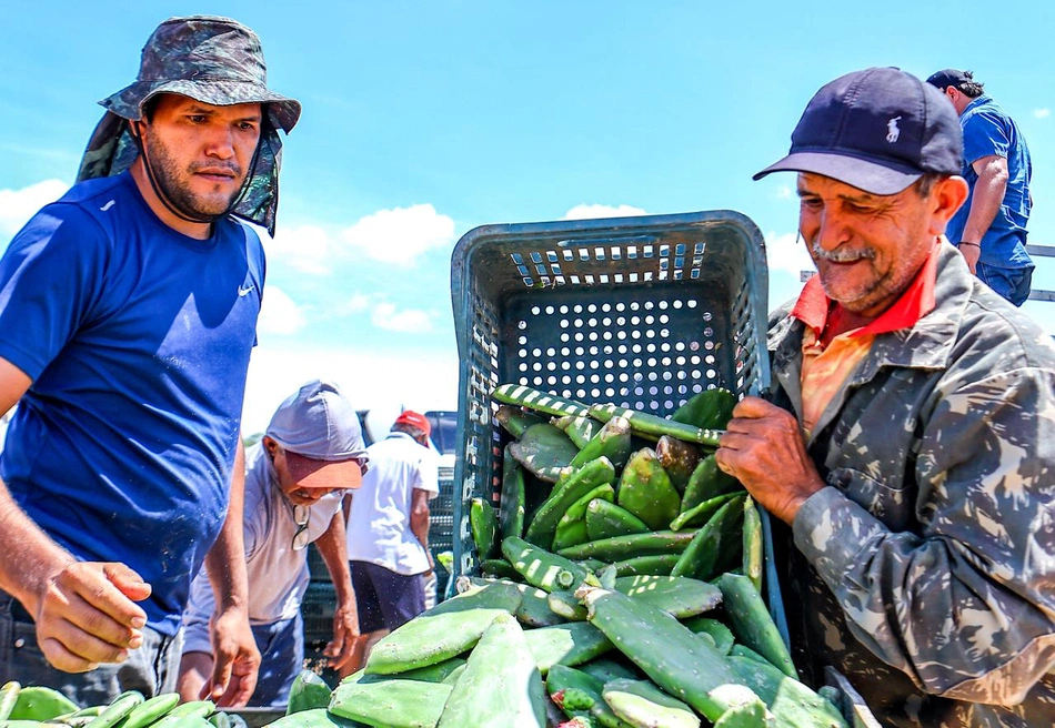 SAF distribui palma forrageira à agricultores no semiárido piauiense