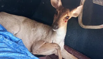 Cerva é resgatada em área urbana da zona Sul de Teresina