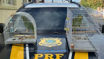 Papagaios resgatados pela PRF