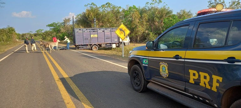 Manejo de animais pela Operação Armentum