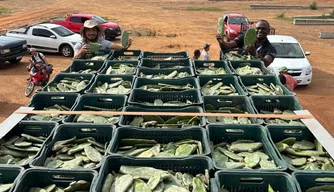 Plantio da palma forrageira no Piauí