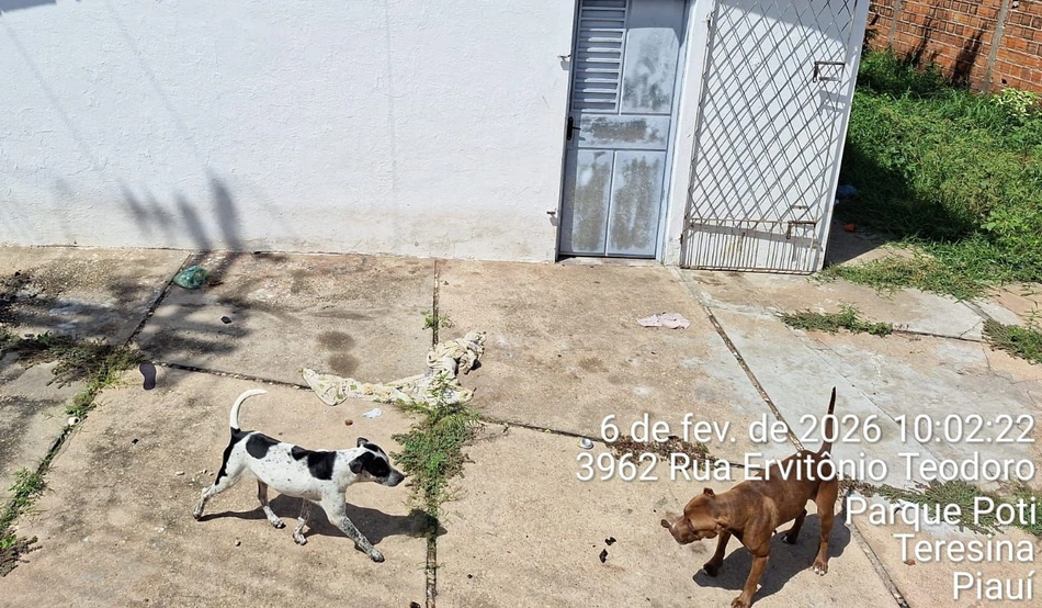 Cachorrinhos abandonados