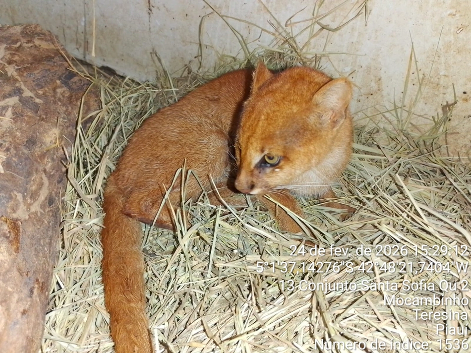 Animal