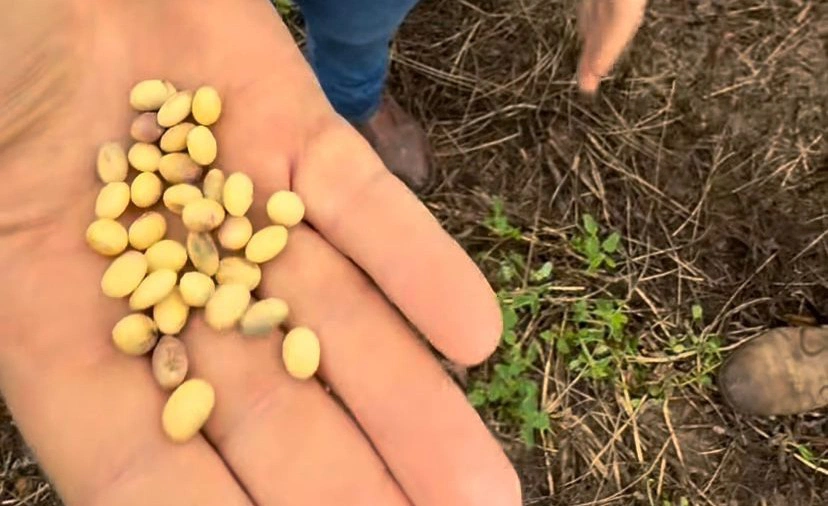 Chuvas intensas atrasam colheita da soja no sul do Piauí