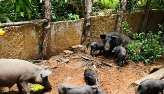 porco, chiqueiro, peste suína