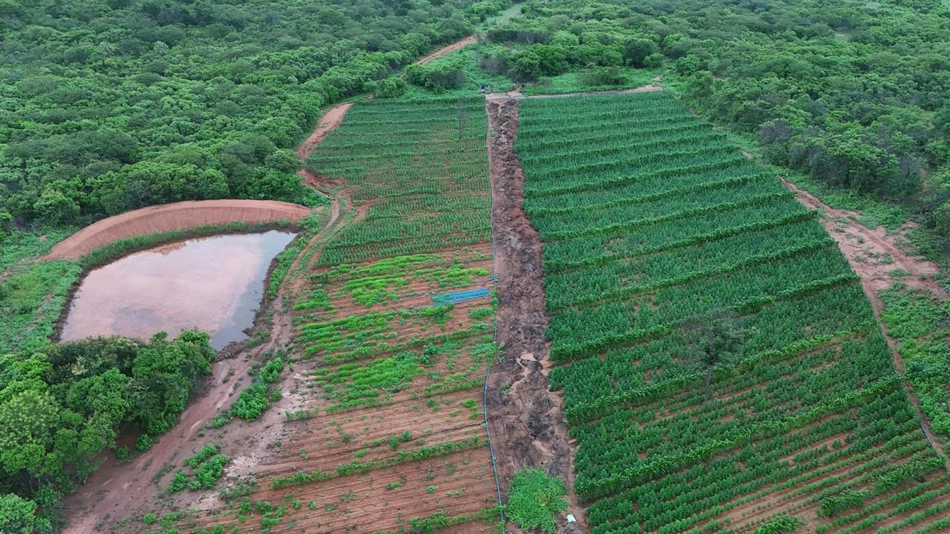 Plantação de maconha na zona Rural de Vera Mendes