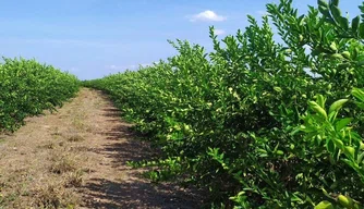 Governo implanta sistema de mitigação de risco e impulsiona produção de citros no Piauí