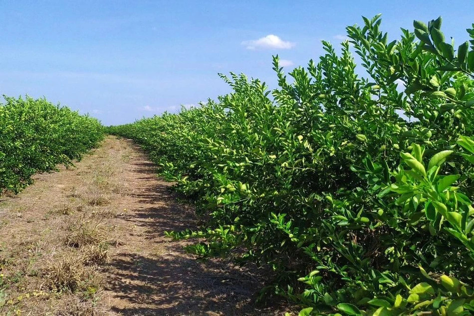 Governo implanta sistema de mitigação de risco e impulsiona produção de citros no Piauí