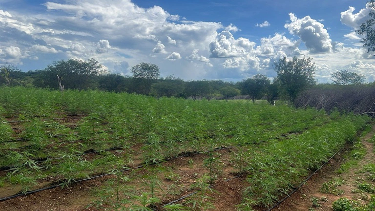 Plantação de maconha no município de Avelino Lopes