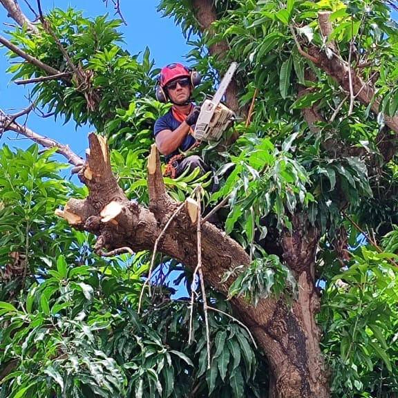 Teresina intensifica poda preventiva para reduzir riscos em período chuvoso