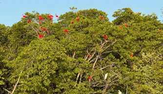 Encanto dos guarás